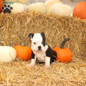 Albert, Boston Terrier Puppy